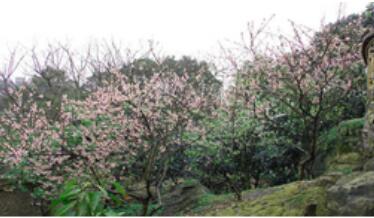 重庆市渝北区天爱阁老年公寓