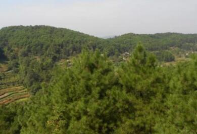 重庆巴南林海人家_重庆比较好的养老院地址查询,重庆最好的养老院在哪里