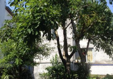 重庆市南岸区青松养老公寓_重庆养老院,重庆养老院招聘最新招聘