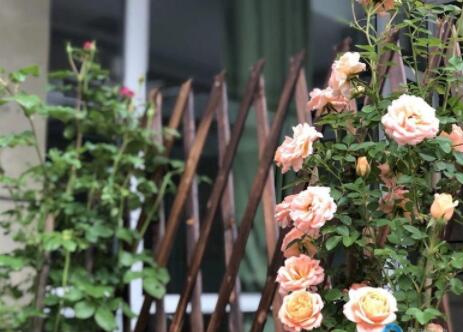 杭州市西湖区府苑新村养老院环境图片