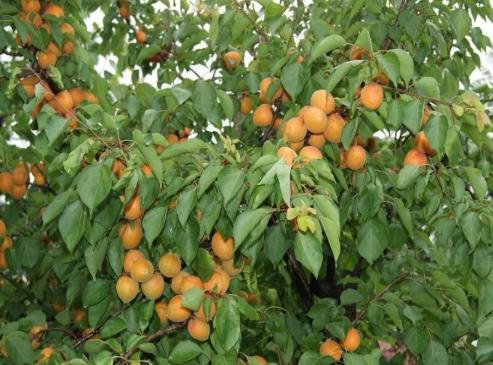 秦皇岛老军医老年公寓_秦皇岛全护理老年公寓费用价格,秦皇岛养老院收费标准