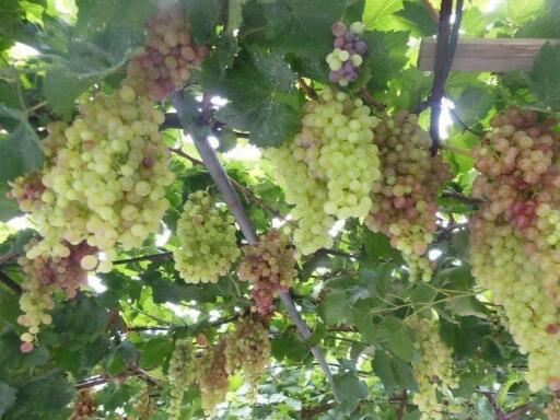 烟台市芝罘区君祥老年公寓_烟台顶级老年公寓,烟台最好的老年公寓