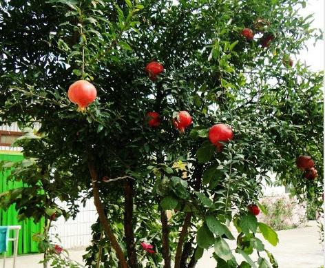 鹤壁市老寿星养老院环境图片