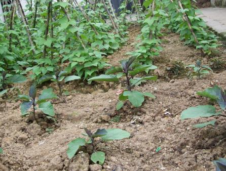武冈市荆竹铺镇敬老院环境图片