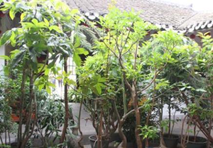 梅州市梅江区东街康寿乐园_梅州交通方便老年公寓名单一览