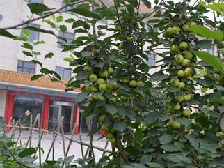 祥云生态养老公寓_石家庄高级的养老院收费标准