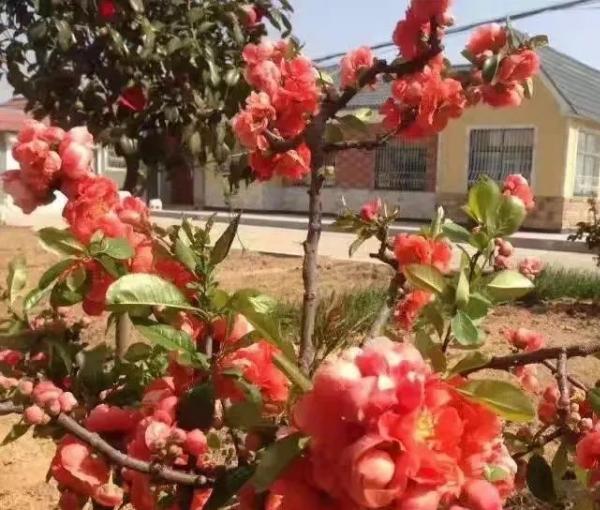 海阳市鹤童村老年护理中心环境图片