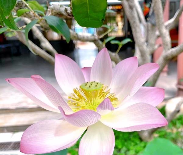 东莞德福护理院_东莞附近老年公寓多少钱一个月,东莞老人活动中心地址