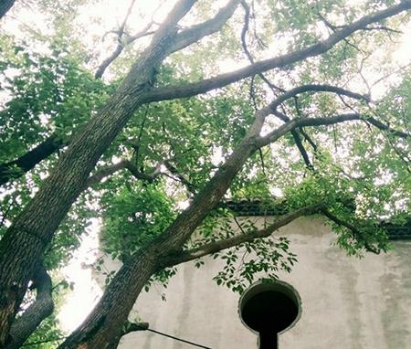 九九颐家养生源环境图片